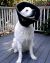 All Four Paws Comfy Cone for Dogs & Cats