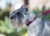 Lupine Eco Adjustable Dog Collar - Berry