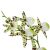 Komodo Spider Orchid with Gravel Decorative Plant