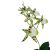 Komodo Spider Orchid with Gravel Decorative Plant