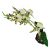 Komodo Spider Orchid with Gravel Decorative Plant