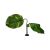 Komodo Guiana Plant with Jumbo Leaves Decorative Plant