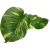 Komodo Guiana Plant with Jumbo Leaves Decorative Plant
