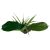 Komodo Woodland Canopy 10" Decorative Plant