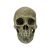 Komodo Human Skull Full Habitat Decoration