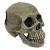 Komodo Human Skull Full Habitat Decoration