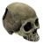 Komodo Human Skull Half Habitat Decoration