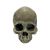 Komodo Human Skull Half Habitat Decoration