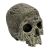 Komodo Human Skull Textured Habitat Decoration