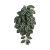 Komodo Zebrina Climbing Plant Plant Decoration