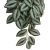 Komodo Zebrina Climbing Plant Plant Decoration