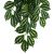 Komodo Two-Tone Leaf Climbing Plant Plant Decoration