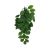 Komodo Green Leaf Climbing Plant Plant Decoration