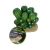 Komodo Barrel Cactus Plant Decoration