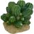 Komodo Barrel Cactus Plant Decoration