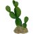 Komodo Prickly Pear Cactus Plant Decoration