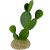 Komodo Prickly Pear Cactus Plant Decoration