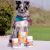 ThunderWunders Hemp Calming Soft Chews for Dogs