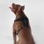 Canada Pooch The Everything Dog Harness