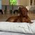 Bowsers The Avenue Dog Beds