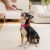 Stella & Chewy's Dental Delights Chicken & Parsley 4-in-1 X-Small Dental Dog Treats