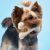 Betterbone Soft Beef Flavour Dog Chew Toys - Perfect for teething puppies, older dogs, light chewers