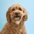Betterbone Soft Classic Dog Chew Toys - Perfect for teething puppies, older dogs, light chewers