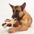 Betterbone Regular Classic Dog Chew Toys - Perfect for teething puppies, older dogs, light chewers
