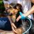Aquapaw Pet Bathing Tool - Pet Shower Sprayer and Scrubber in-One