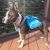 Kurgo Baxter Dog Backpack