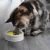 Be One Breed IntelliKatt Interactive Cat Bowl 