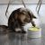 Be One Breed IntelliKatt Interactive Cat Bowl 