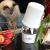 Catit Shorthair Grooming Kit