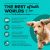 Acana Healthy Grains Sea and Farm Puppy Recipe Dry Dog Food - Size 22.5 lbs, - BB Date: Nov 26 2026