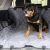 Gen7Pets Deluxe Car Seat Protector - Black