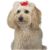 Aria Sheer Delight Dog Bows (5-Pack)