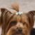 Aria Tiny Dog Bows w/Rosettes (5-Pack)