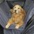 Gen7Pets Luxury Car Seat Protector - Gray
