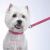 Casual Canine Flat Leather Collars in Fashion Colors