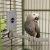 K & H Snuggle Up Bird Warmer 