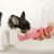 Guardian Gear Mini Dog Handi-Drinks