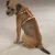 Guardian Gear Reflective Dog Harnesses