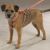 Guardian Gear Reflective Dog Harnesses