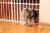Carlson Pet Lil' Tuffy Expandable Gate with Small Pet Door