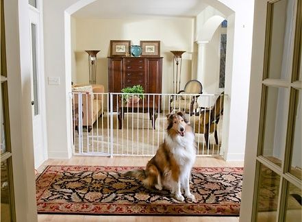 Carlson Pet Extra Tall Maxi Walk-Thru Gate with Pet Door