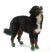 Pawz Dog Boots (12 individual rubber boots/pack)