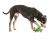 GURU Adjust-A-Chew Medium Dog Toy