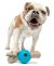 GURU Spin & Chew Bone Medium Treat Dispensing Dog Toy