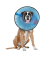 Acorn Pet Calm Paws Calming E-Collar For Dogs