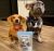 Icelandic+ Herring Whole Fish Dehydrated Dog Treats